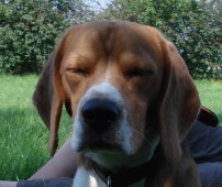 Rufus