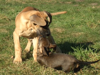 Dogge und Dackel